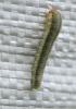 Sciapteryx costalis